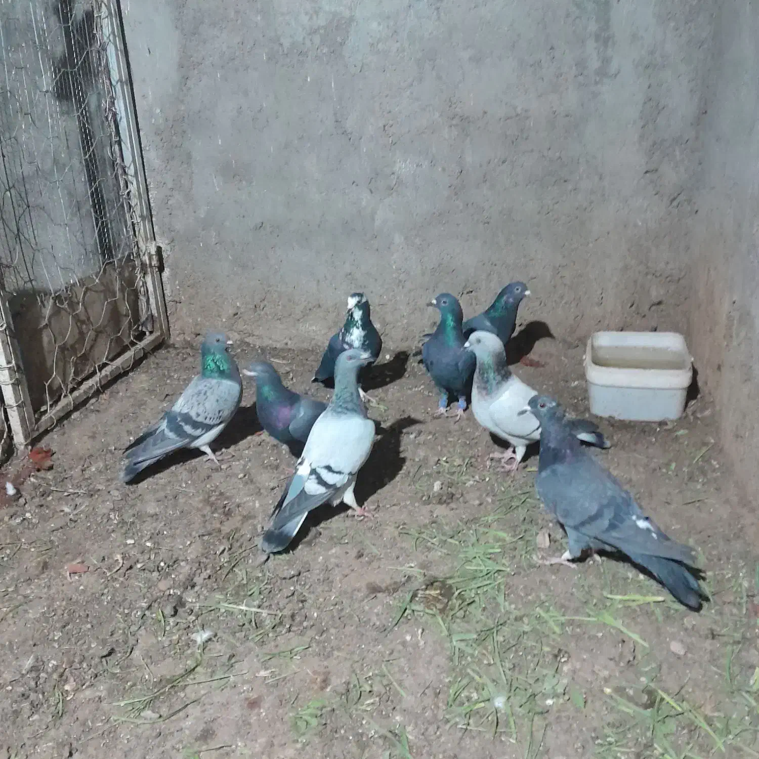 کفتر مفت مفت|پرنده|سده (خراسان جنوبی), |دیوار