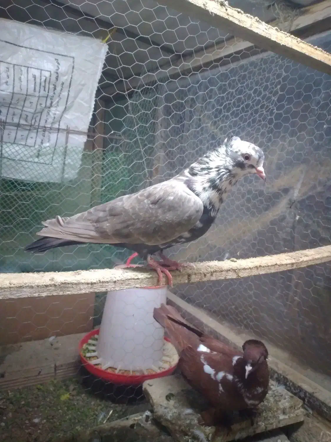 طوقی|پرنده|اردبیل, |دیوار