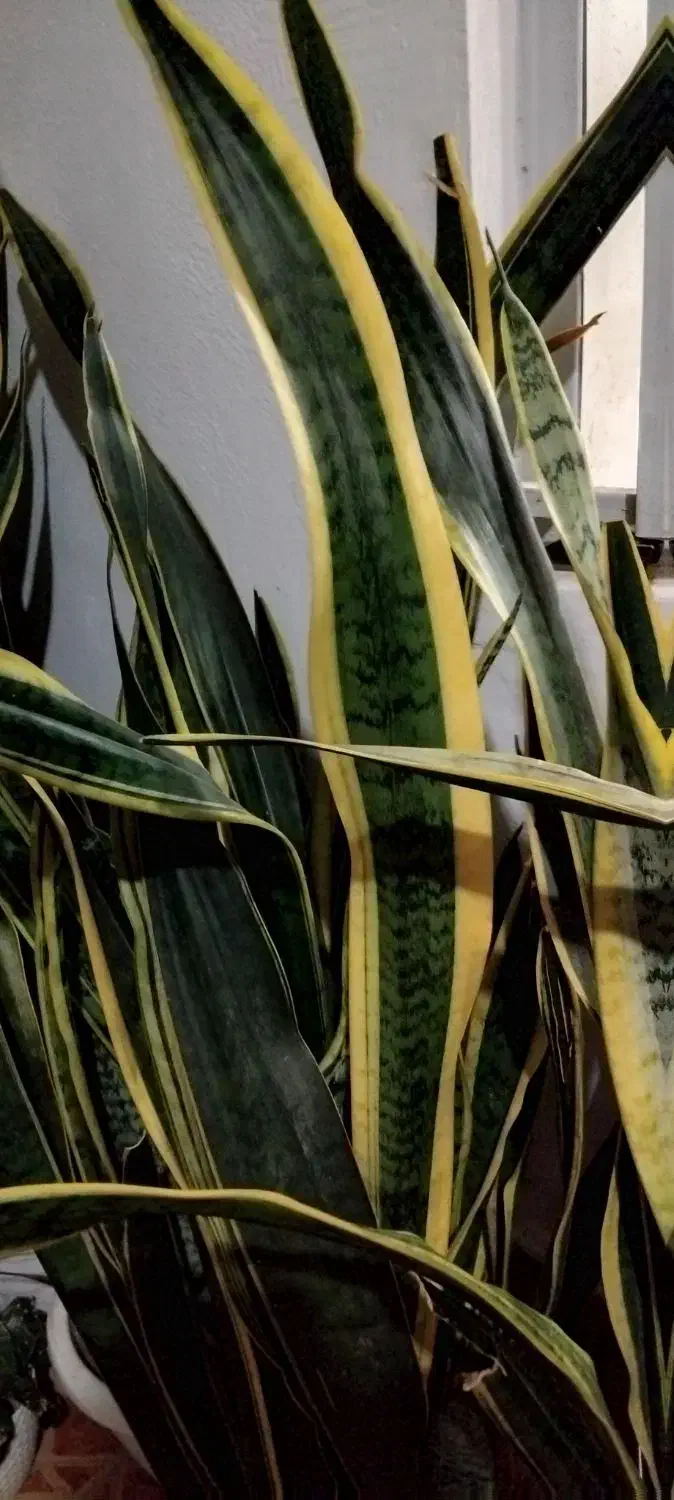 ۲۰۰|گل و گیاه طبیعی|تالش, هشتپر|دیوار