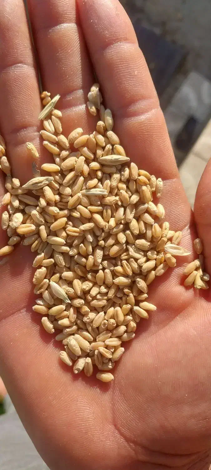 گندم آبی|خدمات باغبانی و درختکاری|بروجرد, |دیوار