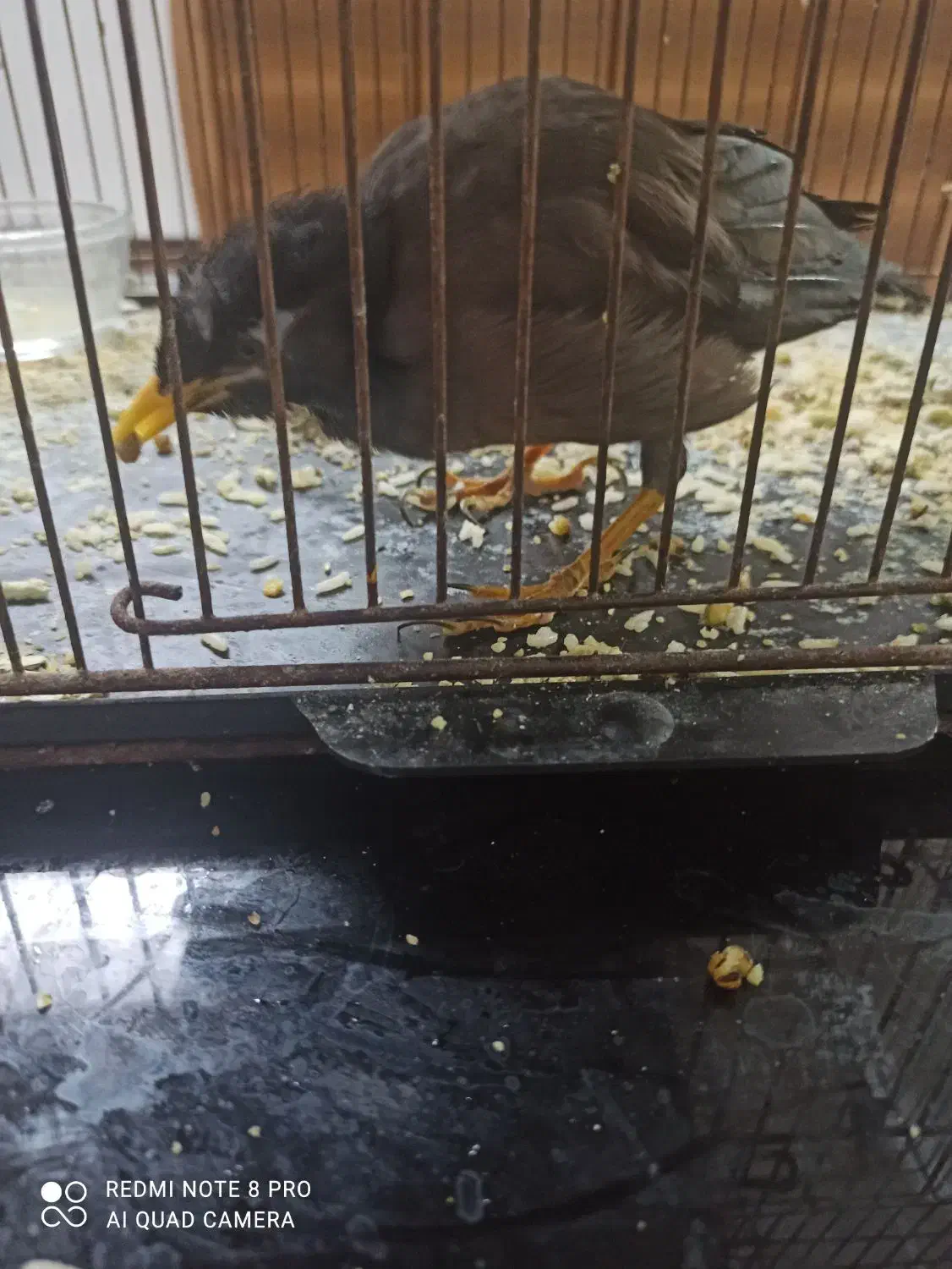 مرغ مینا دستی|پرنده|قم, شاه سید علی|دیوار