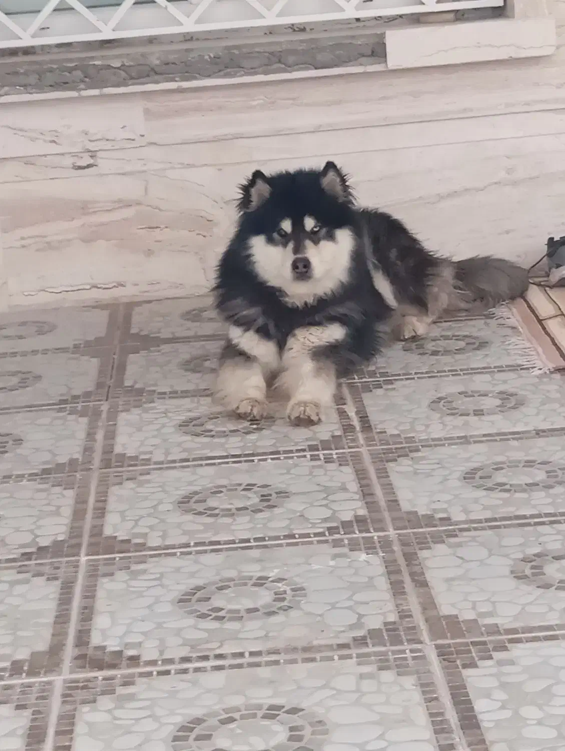 گمشده|حیوانات|یاسوج, |دیوار