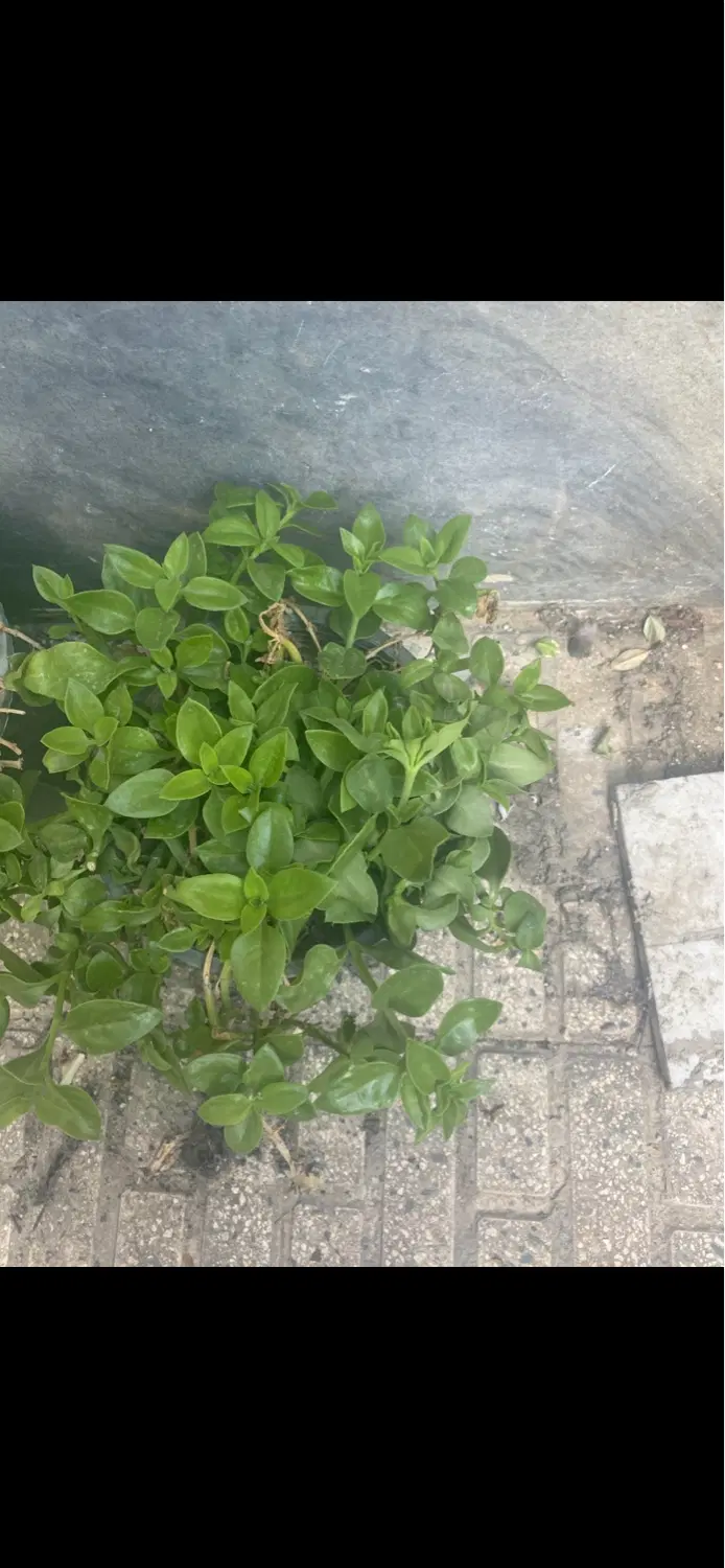 گل ناز کاکتوس برگ بیدی یوکا آلوئه ورا و میخک هندی|گل و گیاه طبیعی|تهران, جیحون|دیوار