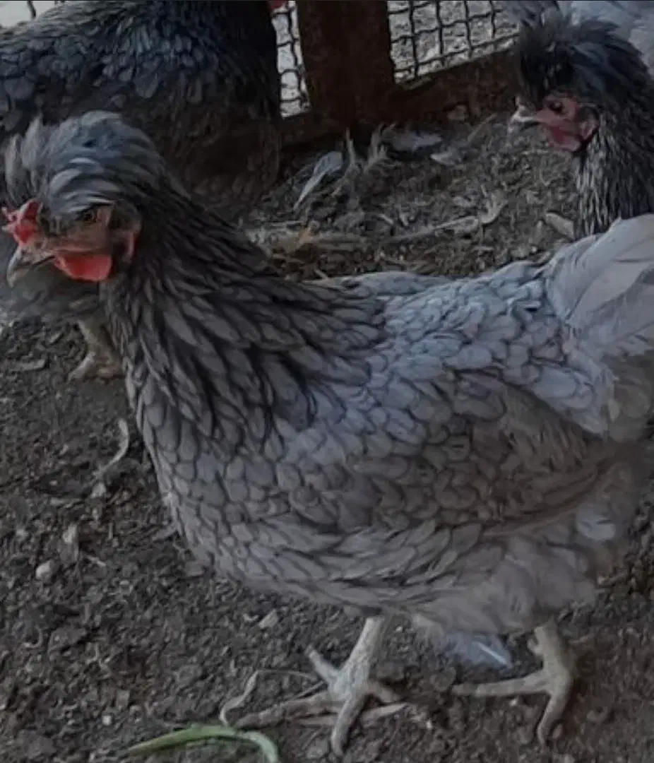 فروش تخم مرغ نطفه دار آیسبار فرانسویی|حیوانات مزرعه|اصفهان, نقش جهان|دیوار