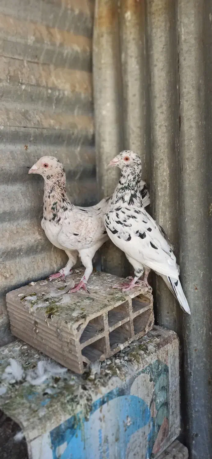 کفترجفتگاه و المانی|پرنده|مشهد, سرافرازان|دیوار