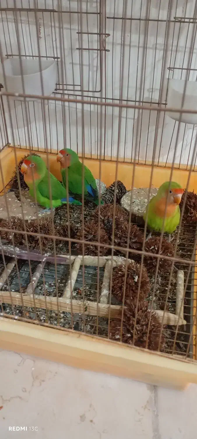 طوطی برزیلی|پرنده|شیراز, گلشن|دیوار