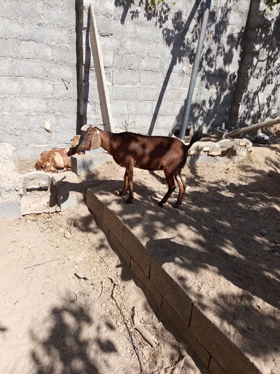 بز دورگ|حیوانات مزرعه|حمیدیا, |دیوار