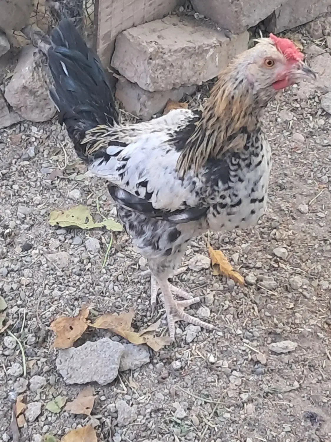 خروس گلین|پرنده|شازند, |دیوار