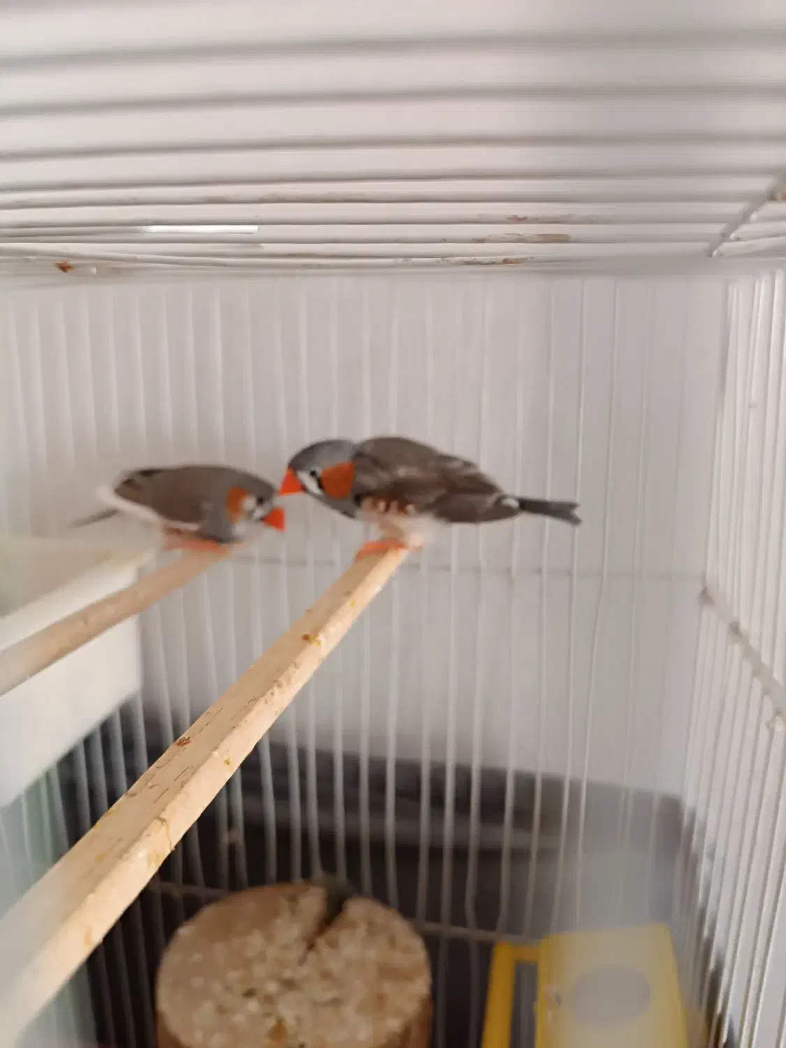 یک جفت فنچ|پرنده|کرج, حسن آباد|دیوار