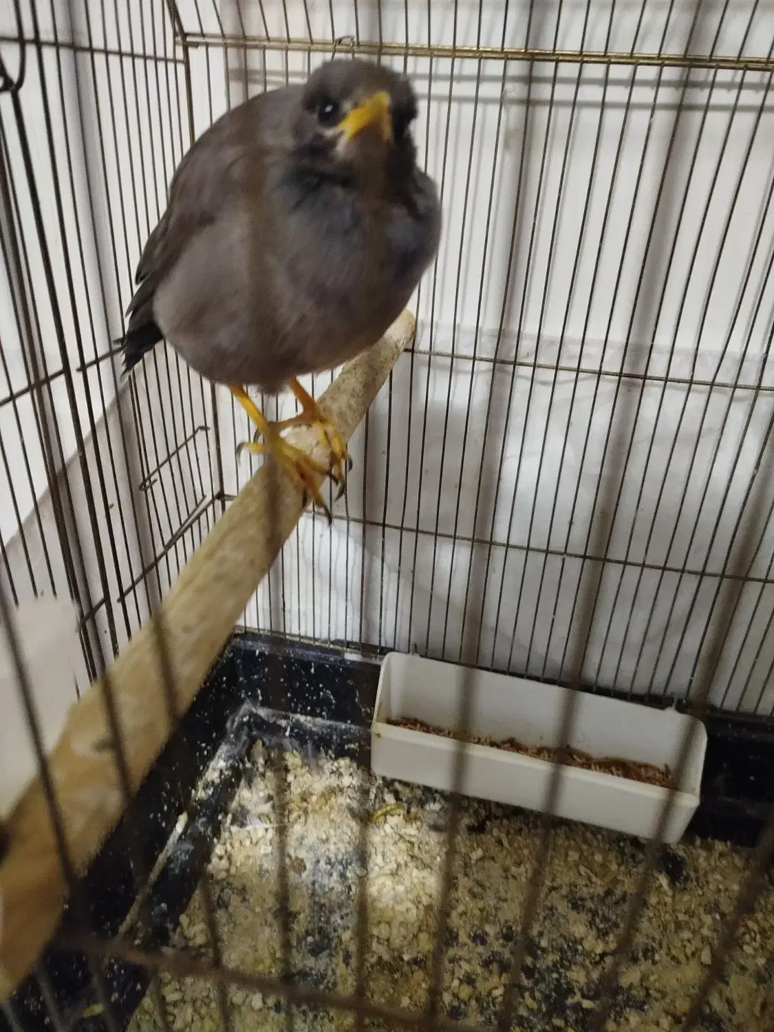 مینا سه ماهه دستی معاوضه با سهره نر بخون|پرنده|قم, شاه ابراهیم|دیوار