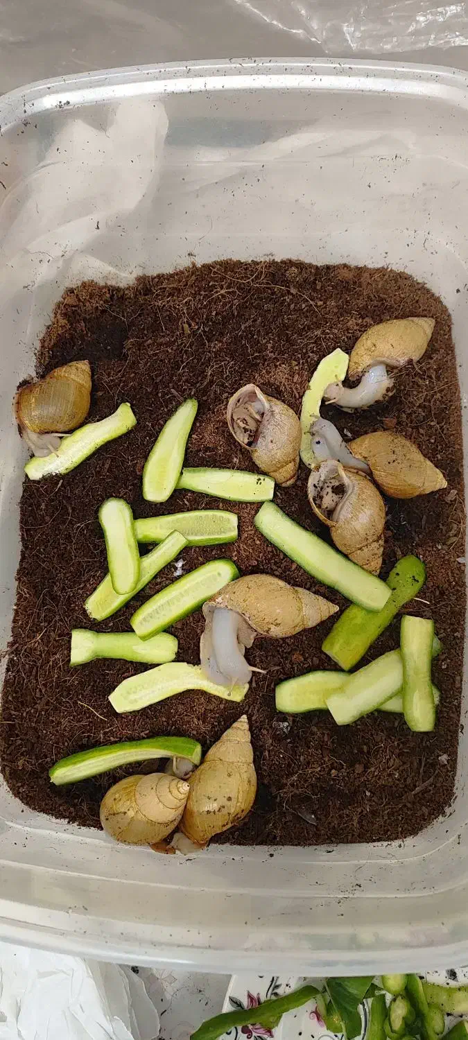 اجتماعی|خزنده|شهرکرد, |دیوار