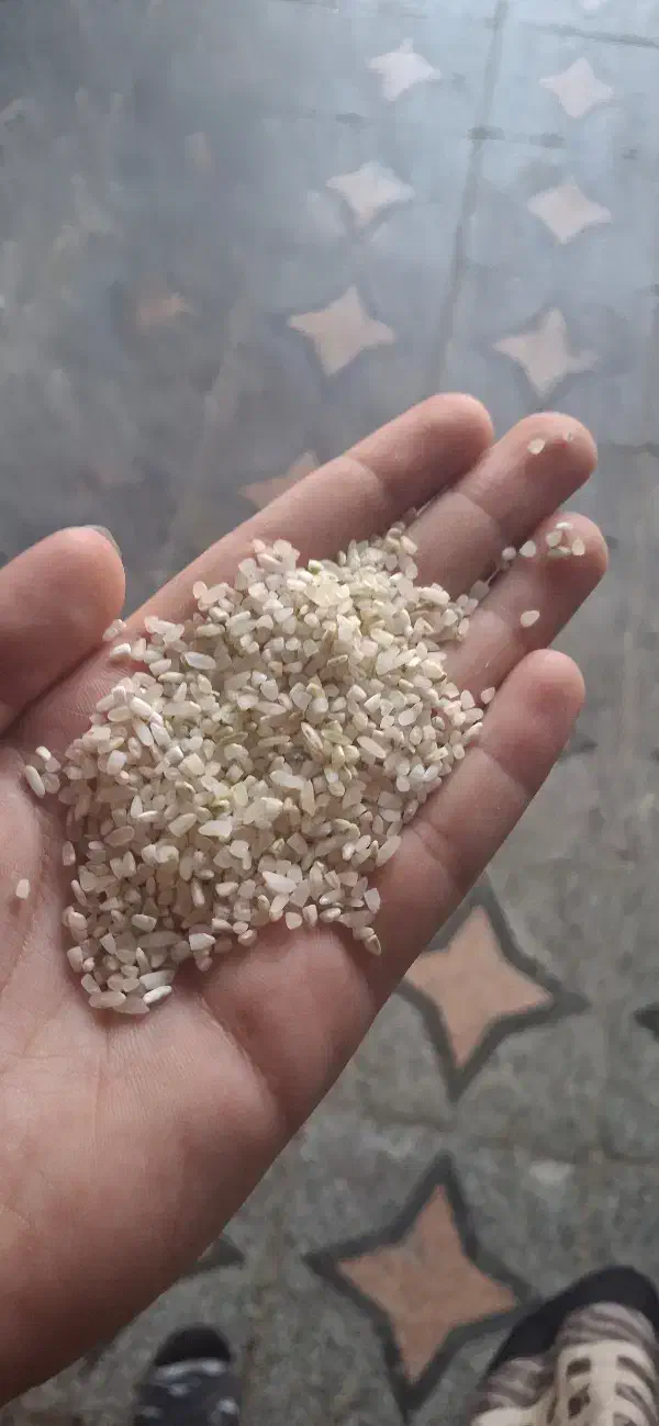 خرده کامفیروزی بدون واسطه از ما خریداری کنید|خوردنی و آشامیدنی|شیراز, جوادیه|دیوار