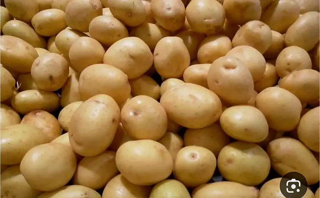 سیب زمینی|حراج|عسلویه, |دیوار