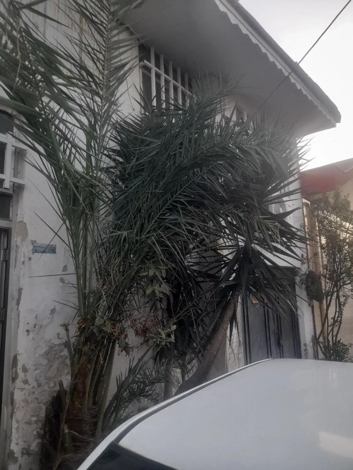 درخت نخل و درخت یوکا|گل و گیاه طبیعی|رشت, عینک|دیوار