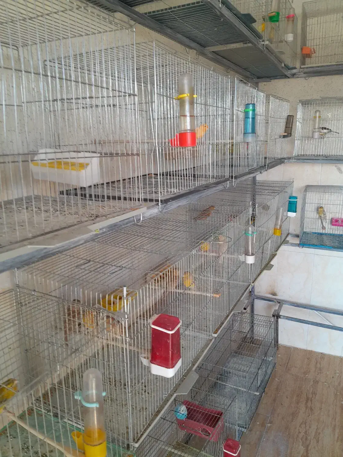 فروش قناری رسمی بلند ورسمی|پرنده|ابهر, |دیوار