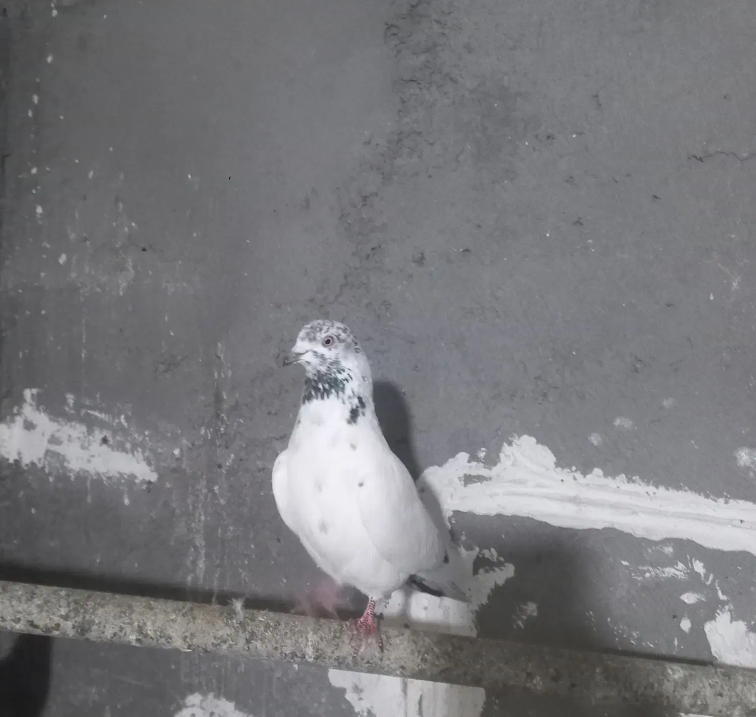 کبوتر همشون هم پرشی هم بازیدار|پرنده|اردبیل, |دیوار