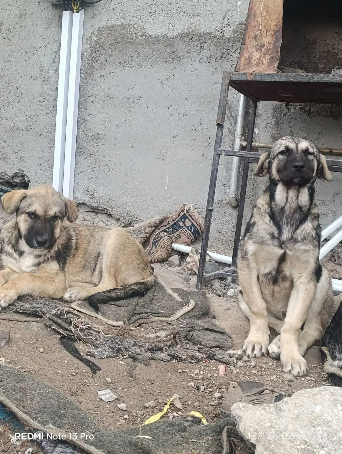 توله پژدر نروماده ۴ماهه|سگ|مشگین شهر, |دیوار