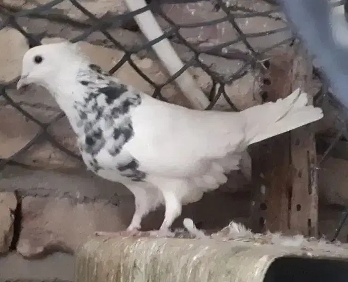 طوقی کلایی|پرنده|کرمان, |دیوار