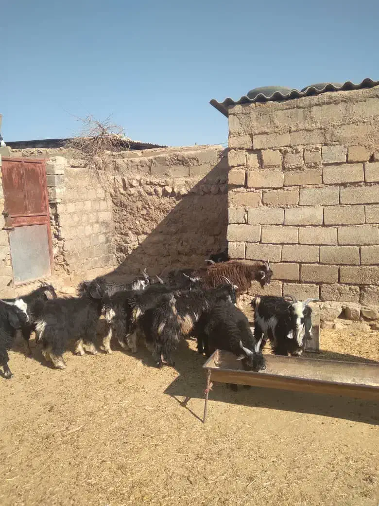 چپیش نر|حیوانات مزرعه|دره شهر, |دیوار