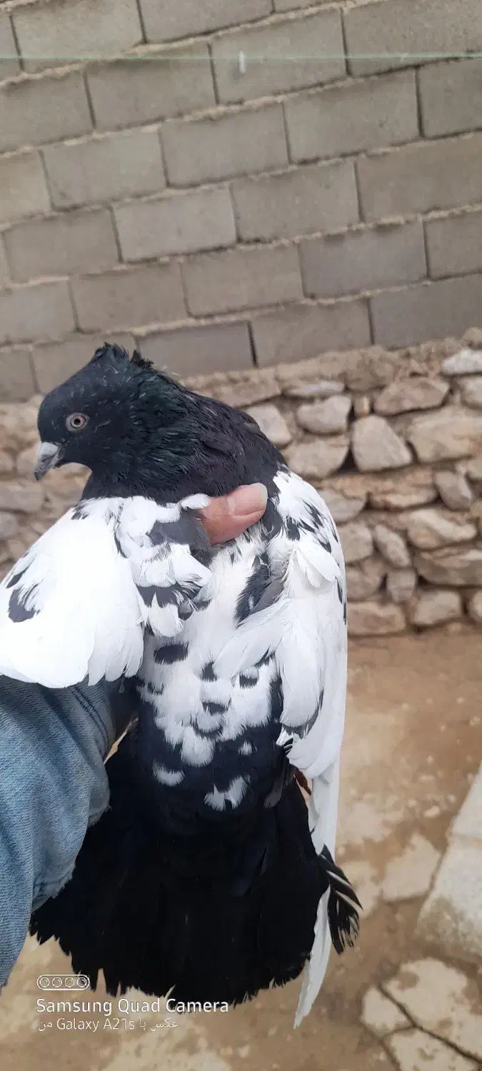 کفترسینه|پرنده|شیروان (خراسان), |دیوار