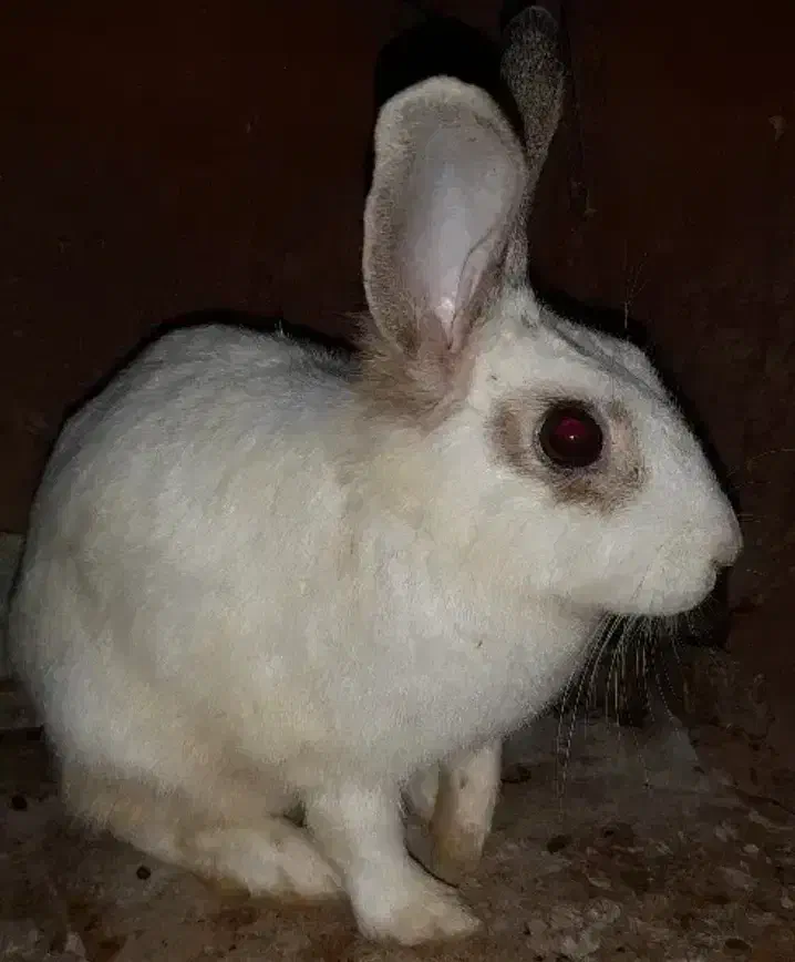 دوعدخرگوش|موش و خرگوش|اهواز, الهائی|دیوار