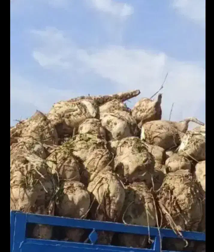 چغندر قند|عمدهفروشی|تربت جام, معدآباد|دیوار