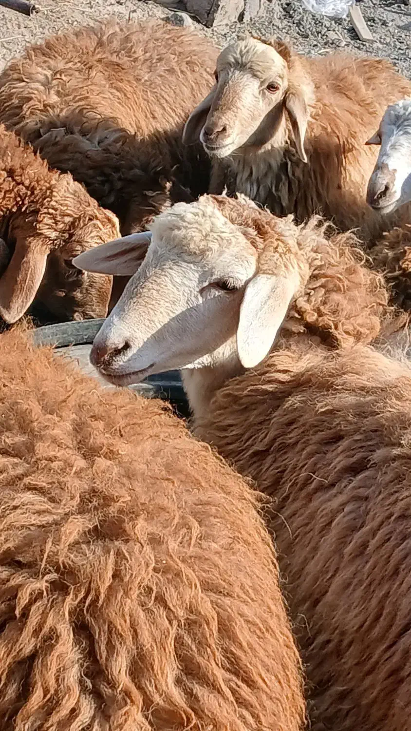 گوسفند|حیوانات مزرعه|مشگین شهر, |دیوار