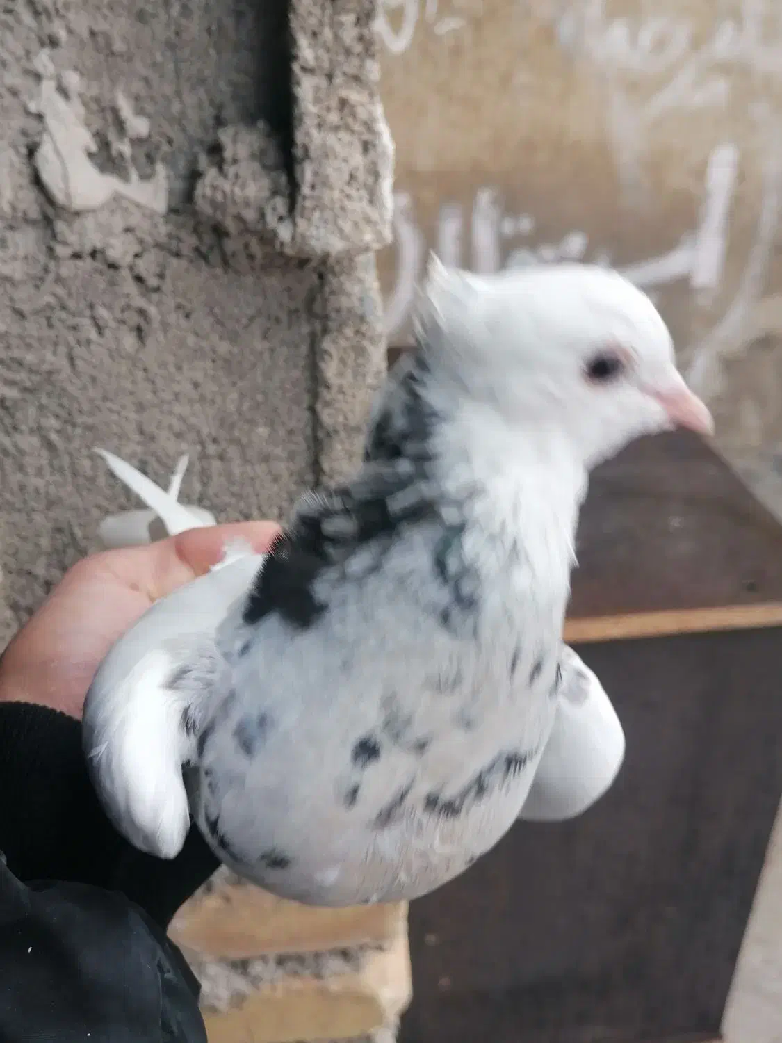 طوقی|پرنده|دهدشت, |دیوار