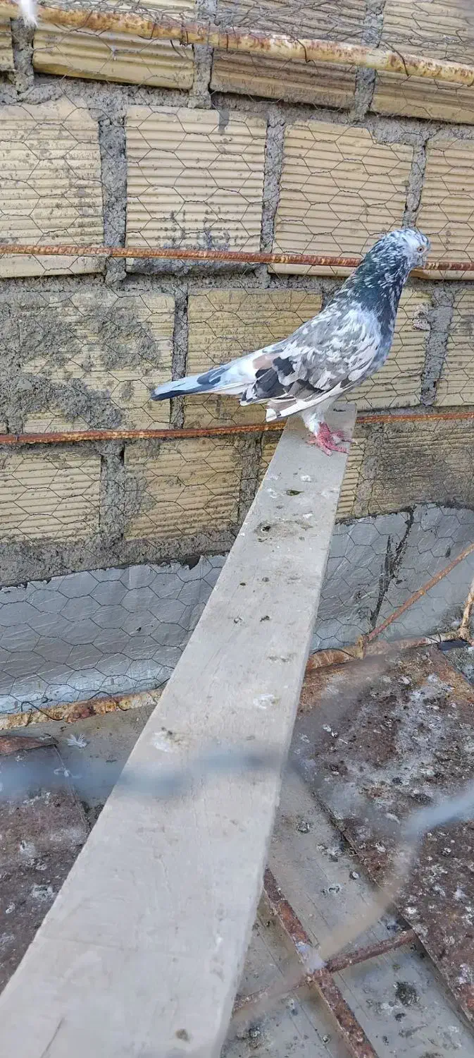 کبوتر سرور و سبز|پرنده|همدان, |دیوار