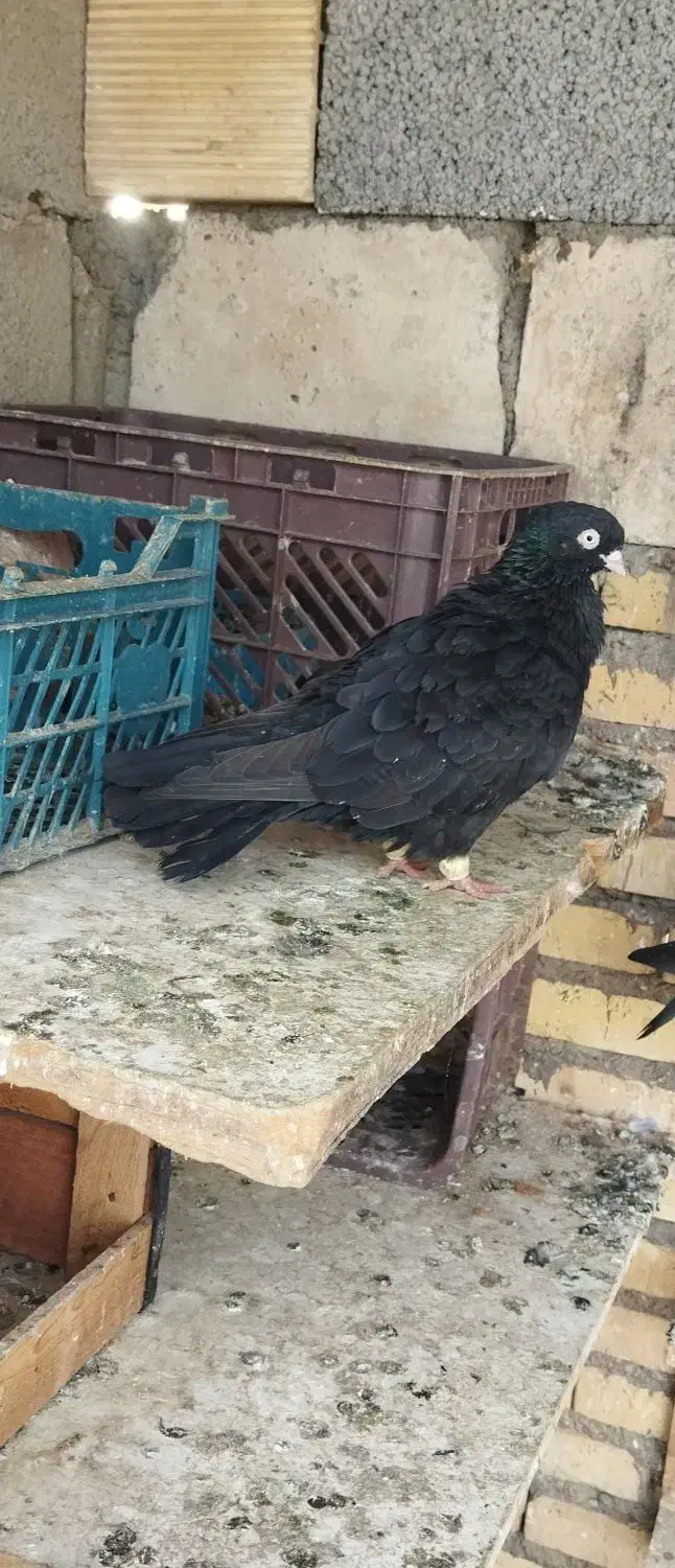 زاغ|حیوانات|خرمشهر, |دیوار