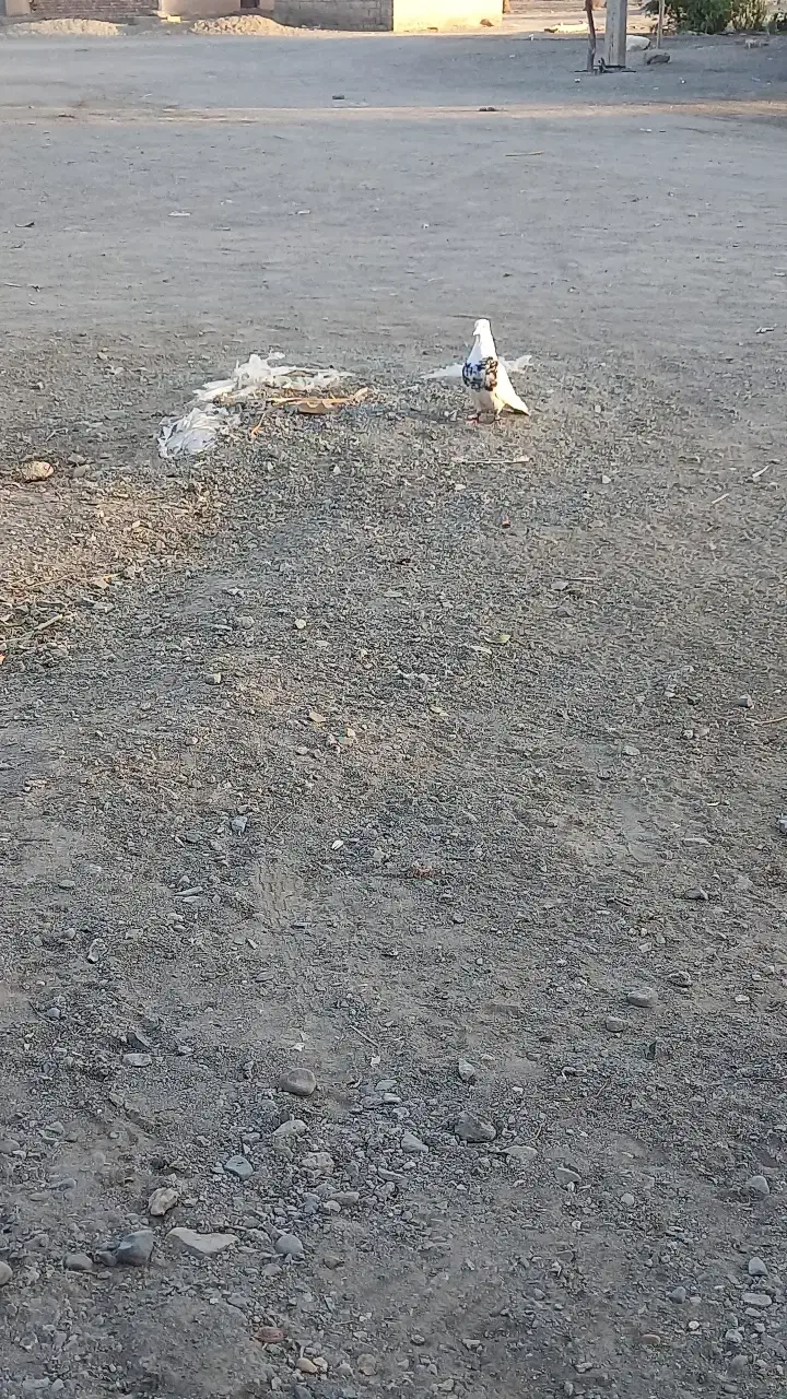 عکس نمایشی توضیحات بخونید|پرنده|کهنوج, |دیوار