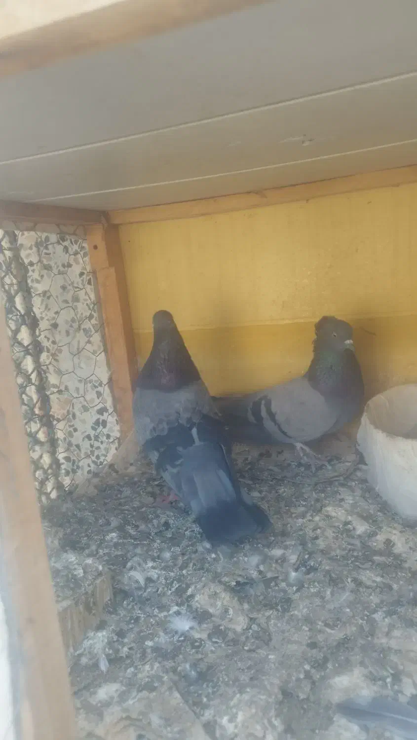 کبوتر بوشهری|پرنده|بوشهر, |دیوار