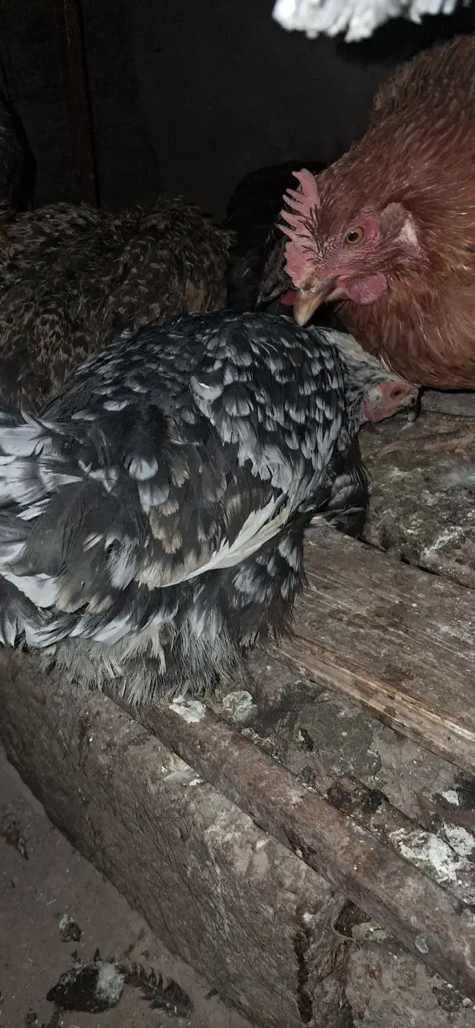 مرغ گلین|حیوانات مزرعه|فولادشهر, فولادشهر|دیوار