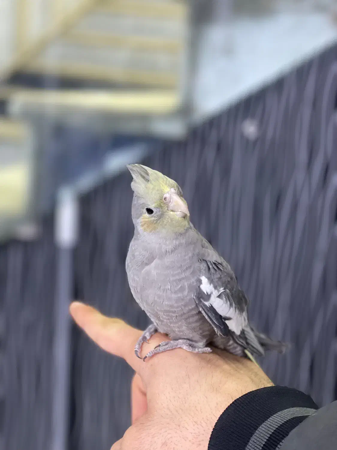 عروس هلندی|پرنده|بجنورد, |دیوار