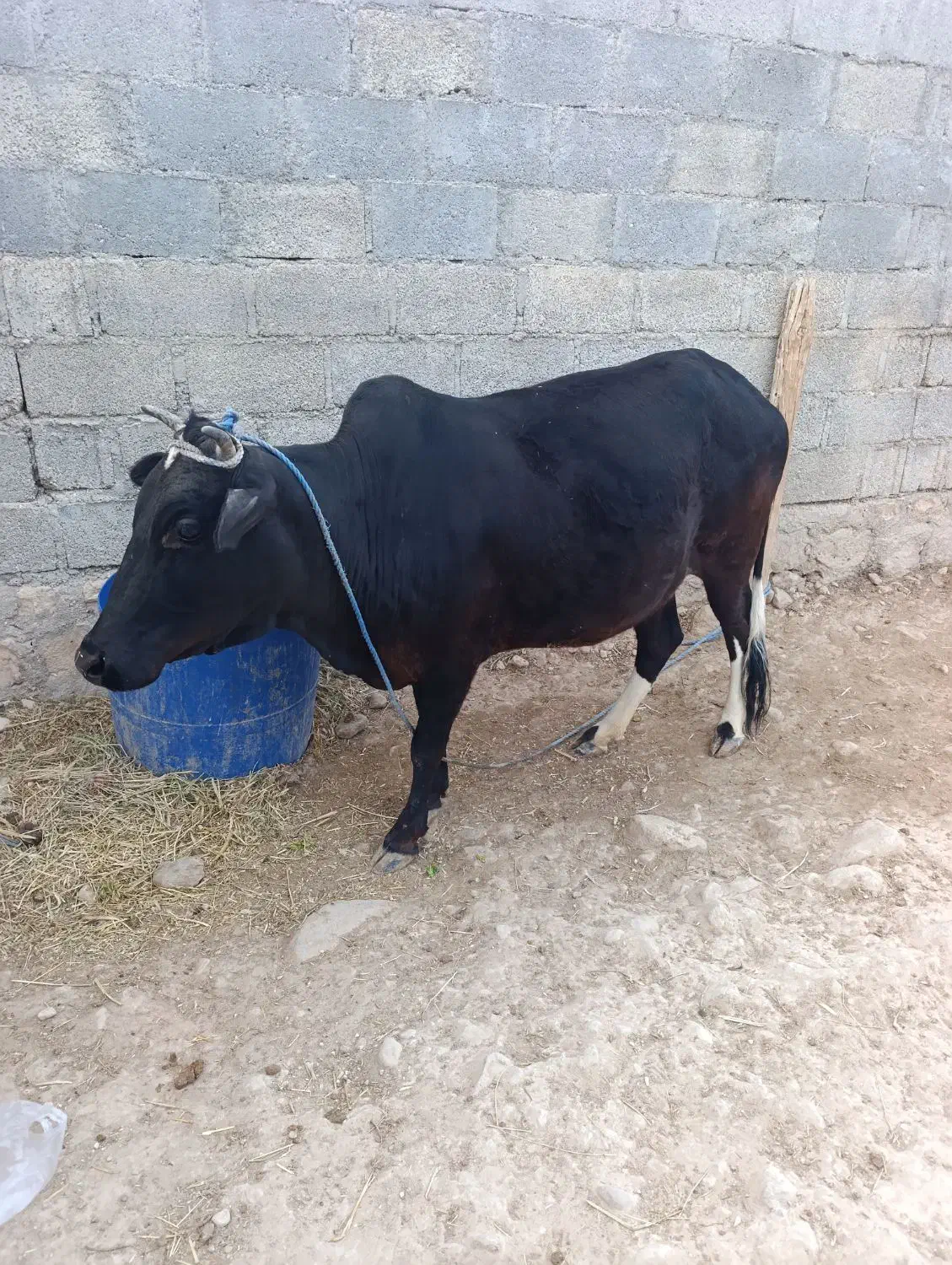 گاو|حیوانات مزرعه|اسیر, |دیوار