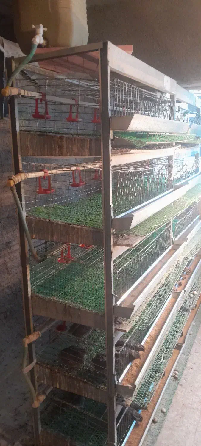 قفس بلدرچین پنج طبقه|لوازم جانبی حیوانات|دهاقان, |دیوار