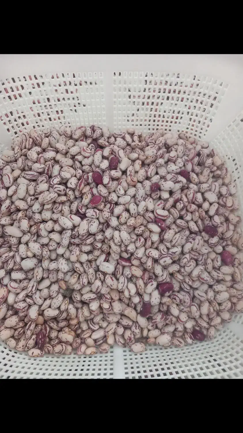 لوبیاچیتی‌سورتینگ‌شده‌یک‌دست|عمده‌فروشی|رشت, پیرکلاچای|دیوار