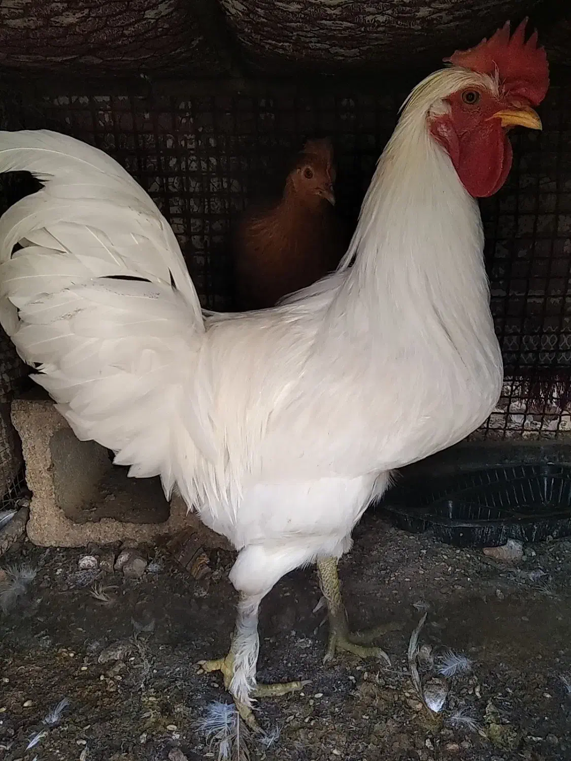 خروس زینتی|حیوانات مزرعه|همایجان, |دیوار