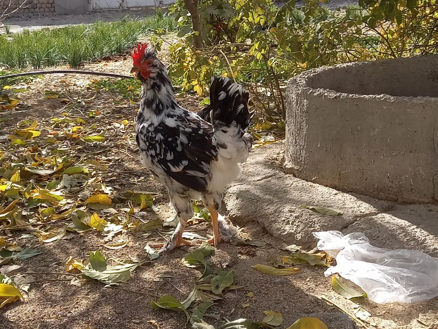 ۱۰عدد مرغ خروس یوسل بلژیکی ۲عدد گلین|پرنده|درگزین, |دیوار