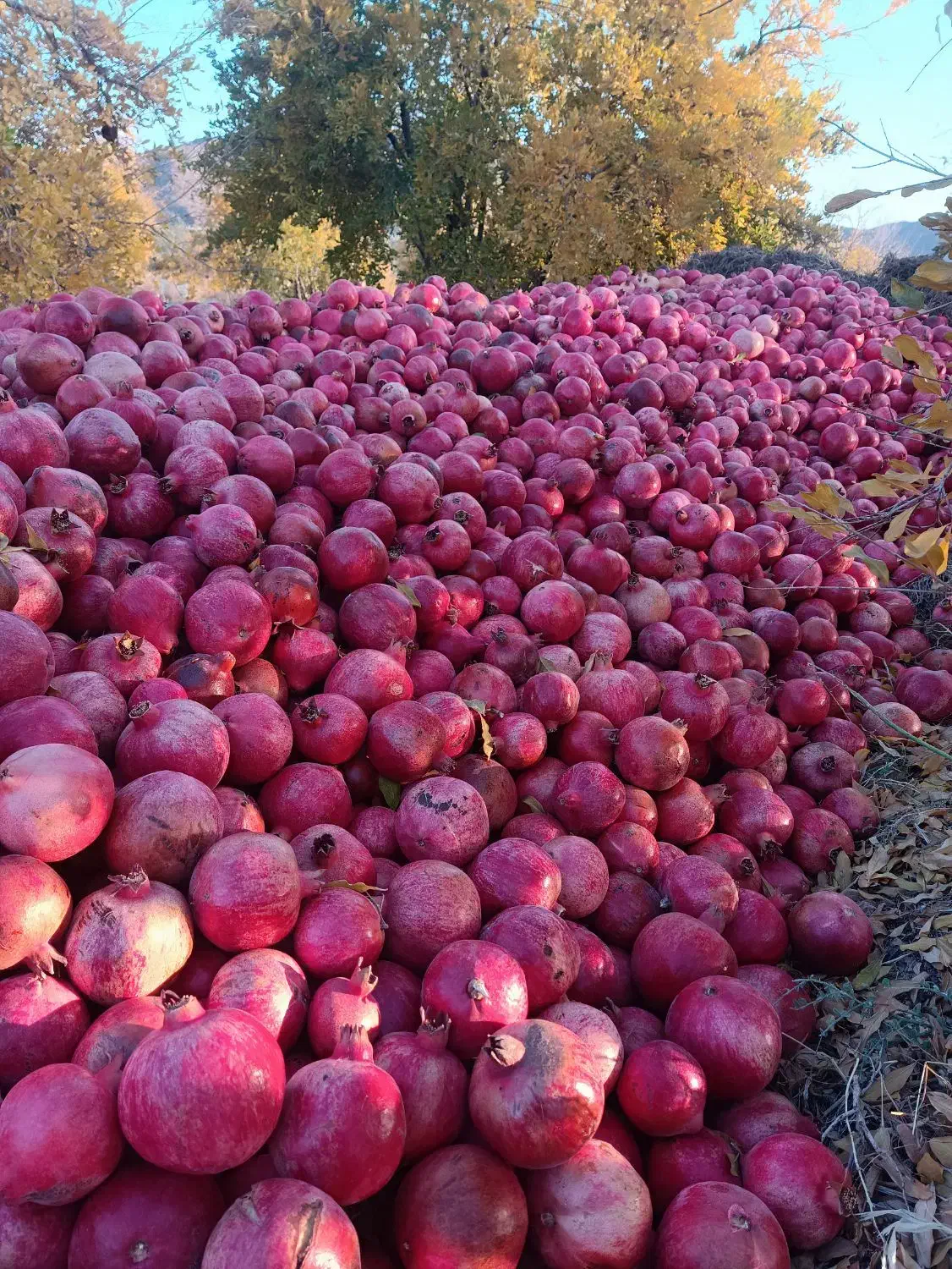 فروش 3تن انار|خوردنی و آشامیدنی|حنا, |دیوار