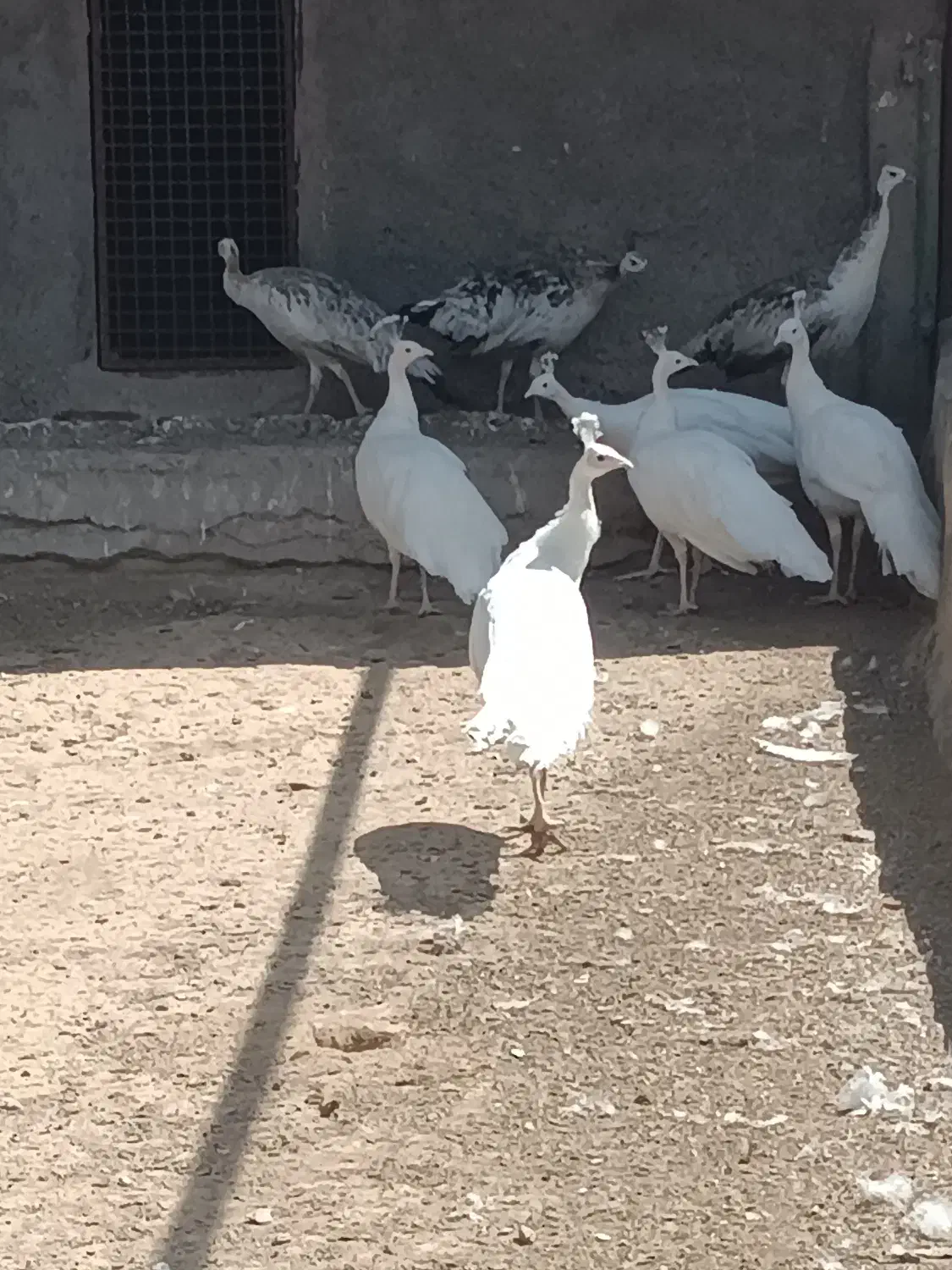 انواع نژاد طاووس|پرنده|تهران, دکتر هوشیار|دیوار