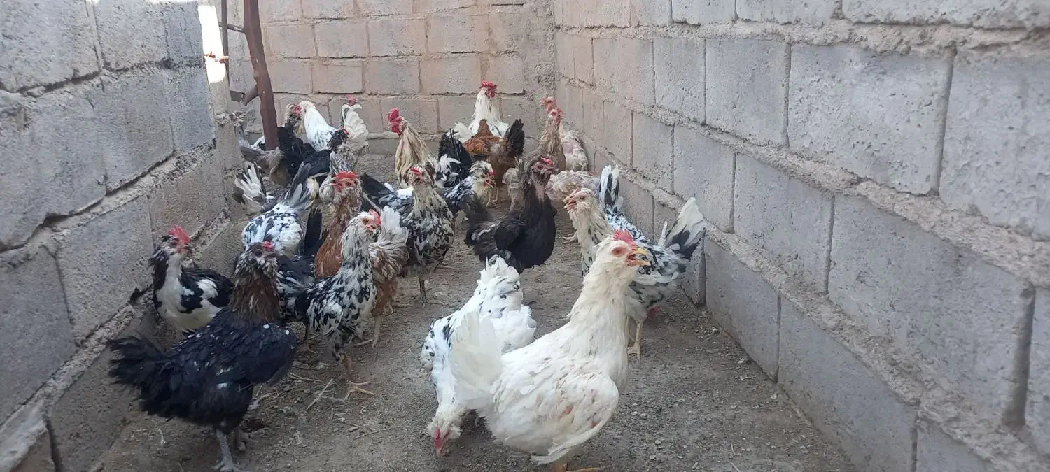 تخممرغ نطفه دار گلین|حیوانات مزرعه|زرند, |دیوار