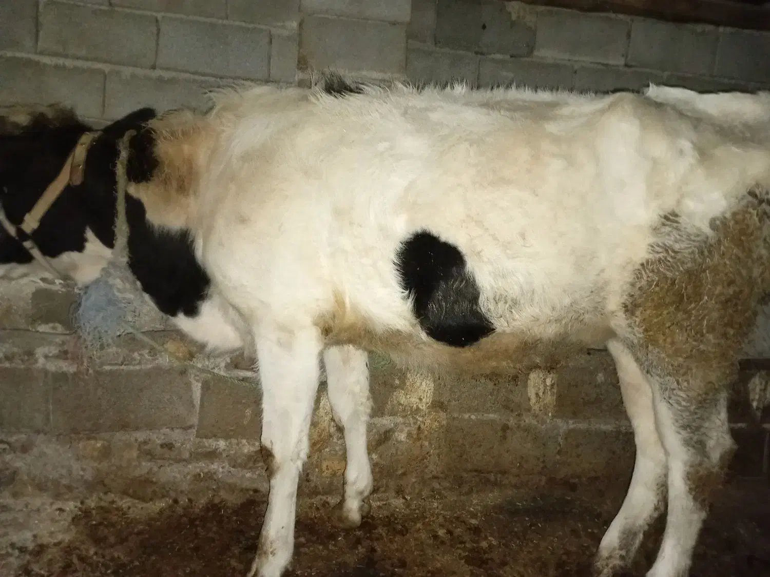 فروش دو راس گوساله ماده|حیوانات مزرعه|دوزین, |دیوار