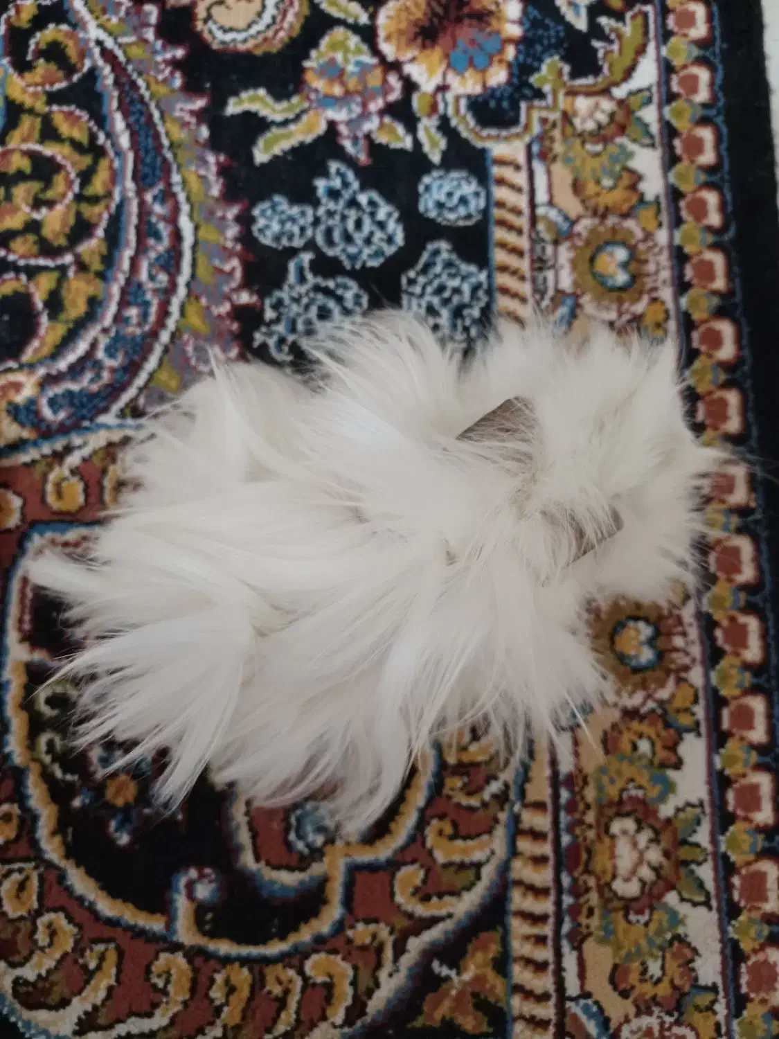 واگذاری|موش و خرگوش|شهرکرد, |دیوار