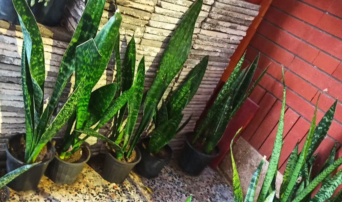 سانسوریاپوست ماری‌گلدانی فقط(۱۳۰ تومان - ۹۰تومان‌)|گل و گیاه طبیعی|چابهار, |دیوار