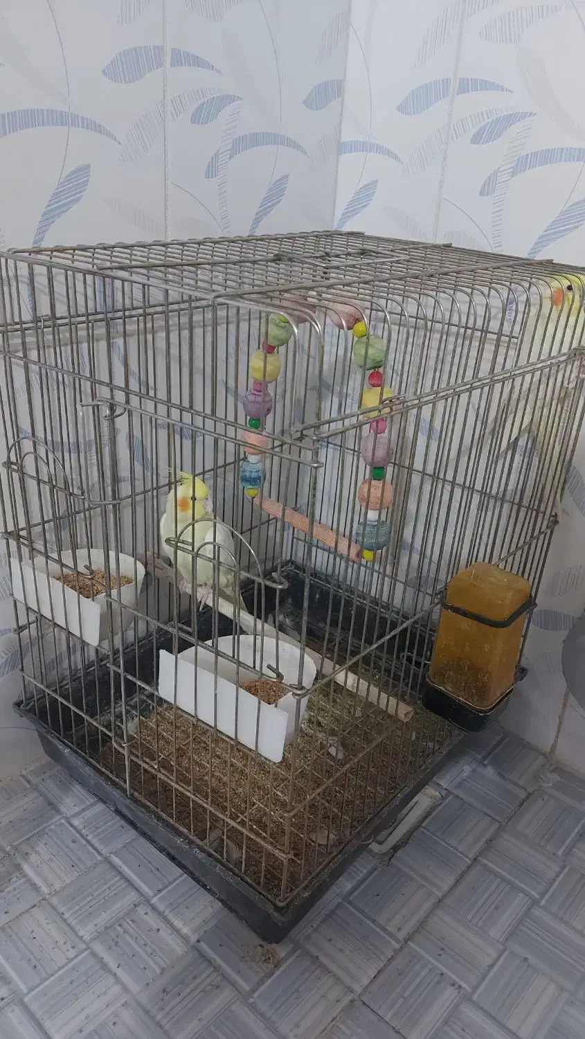 عروس هلندی زیر قیمت|پرنده|تربت‌حیدریه, باغ سلطانی|دیوار