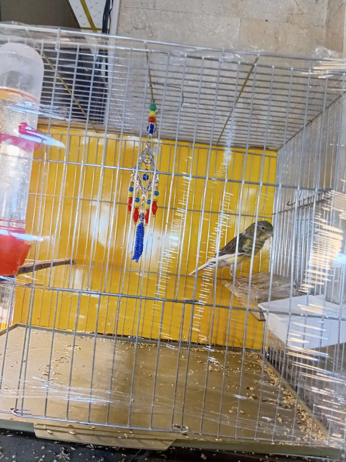 قنار نر مست سفت خون اماده جفت زدن|پرنده|تهران, جنتآباد مرکزی|دیوار