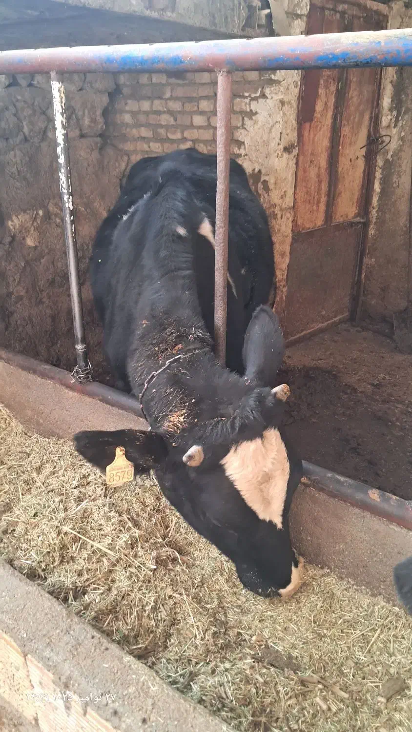 دو عدد گوساله ماده جنس عالی|حیوانات مزرعه|جونقان, |دیوار