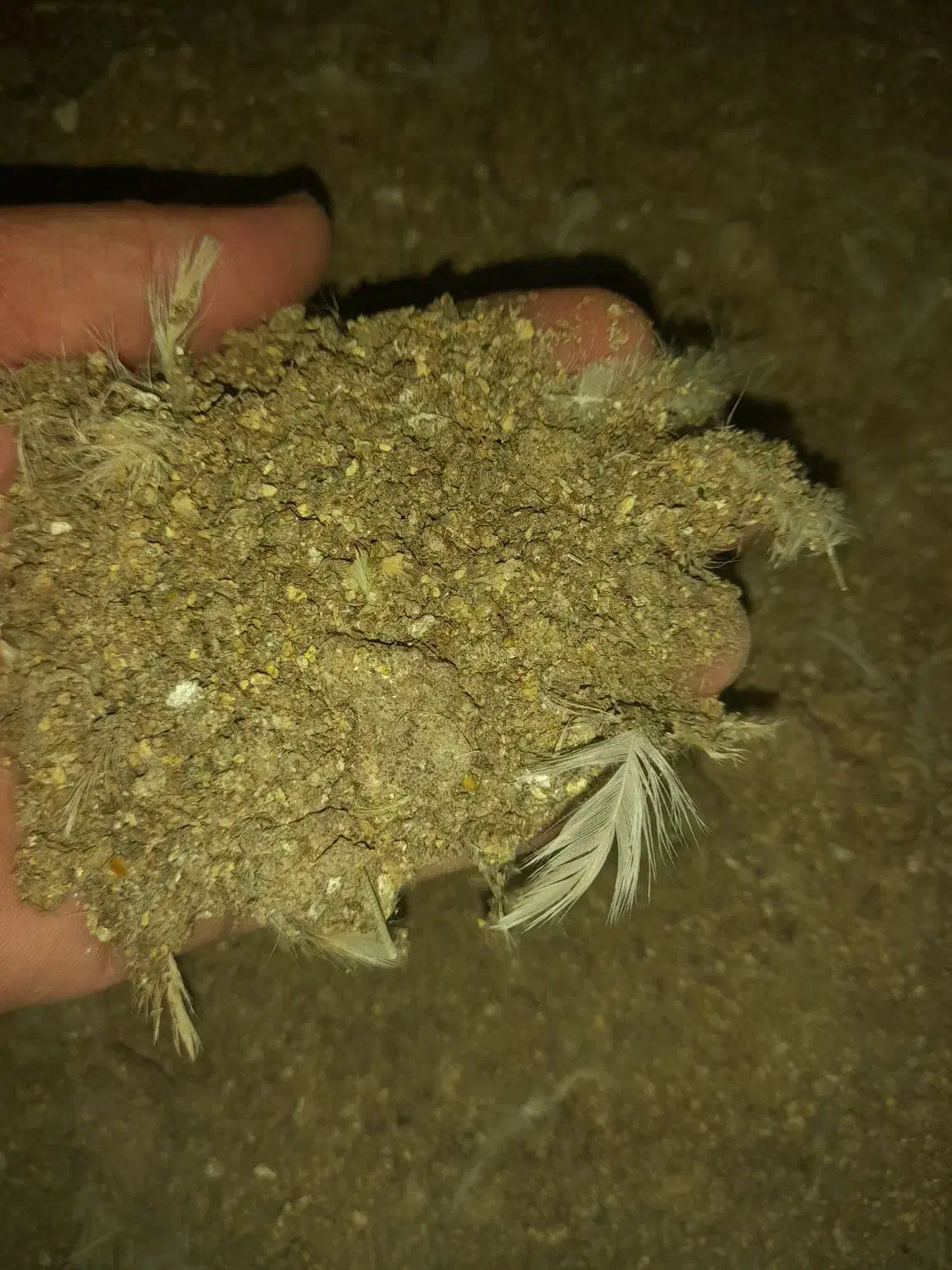 کود مرغی|خدمات باغبانی و درختکاری|گنبد کاووس, |دیوار