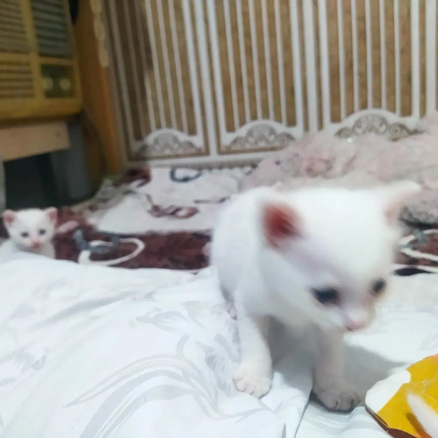 بچه گربه میکس پرشین واسکاتیش|گربه|بابل, |دیوار